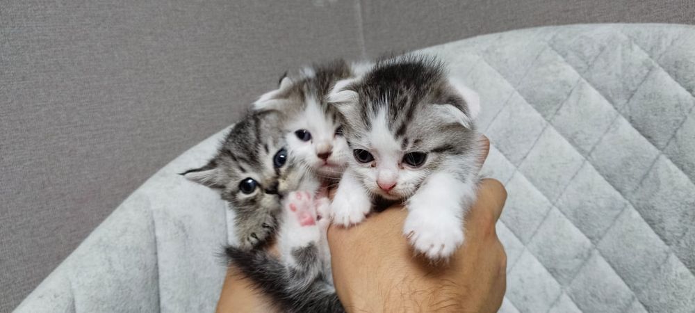 Британские котята
