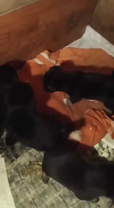 Подкинули щенков. Нужен дом. Срочно!