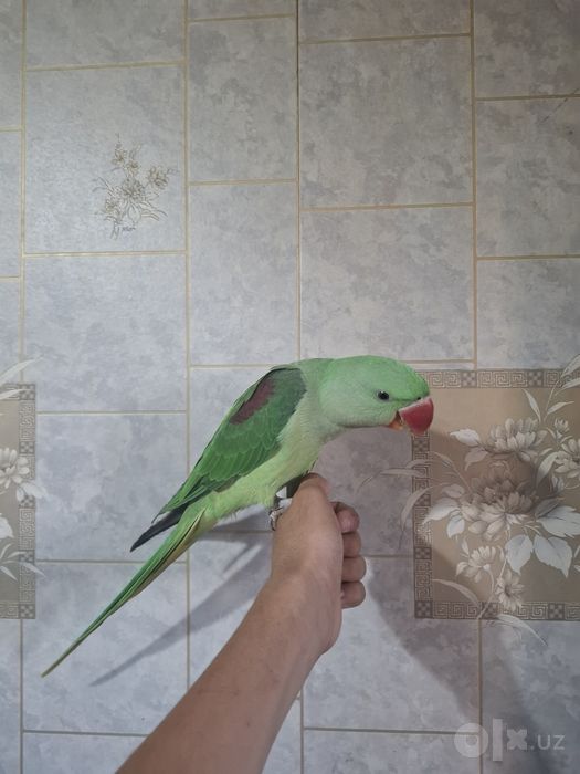 Александрийский попугай
