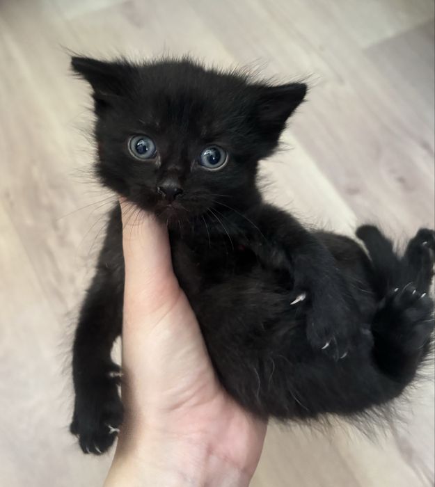 Отдам котенка(мальчик)