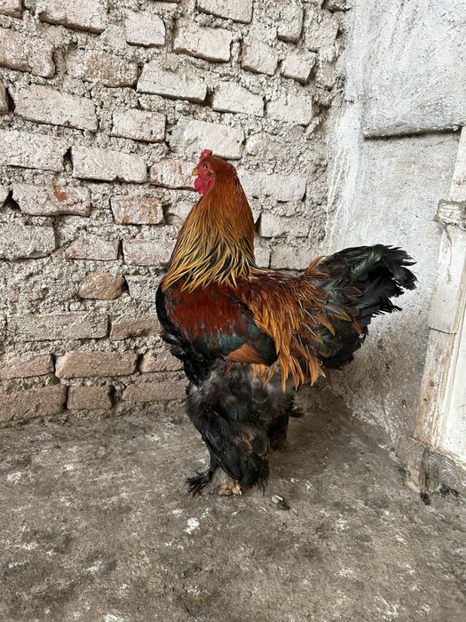 Vand cocos brahma potarnichiu