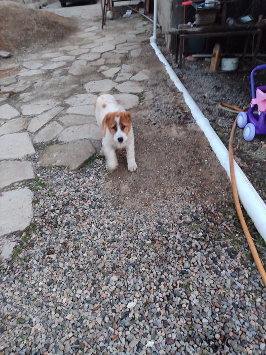 Щенок алабая в продаже