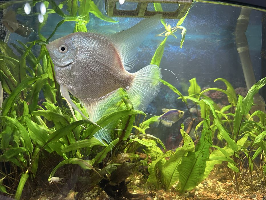 Продам взрослую Скалярии