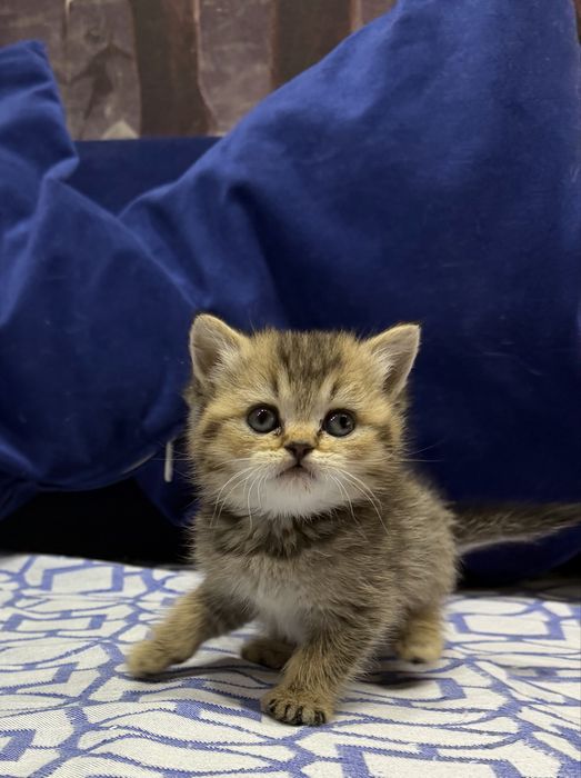 Шотланский Скоттиш Страйт!