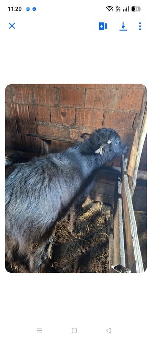 Vând tăuraș de bivol