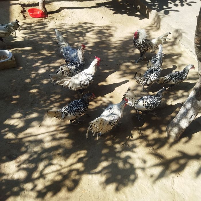 Yapon zotli gamburskiy zotli jojalarimiza sotuvda chiroyli dekarativni