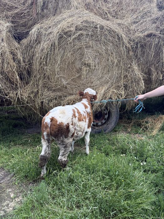 Vand vitei sugari /semi intarcați