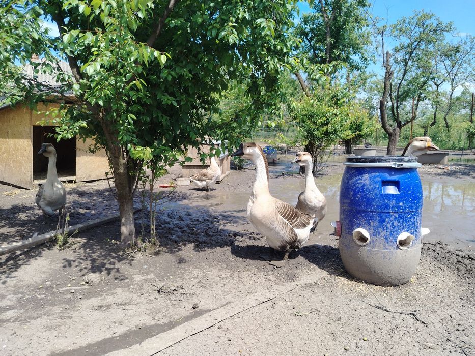 Gâște lesesti, pui austrolop, rate lesesti