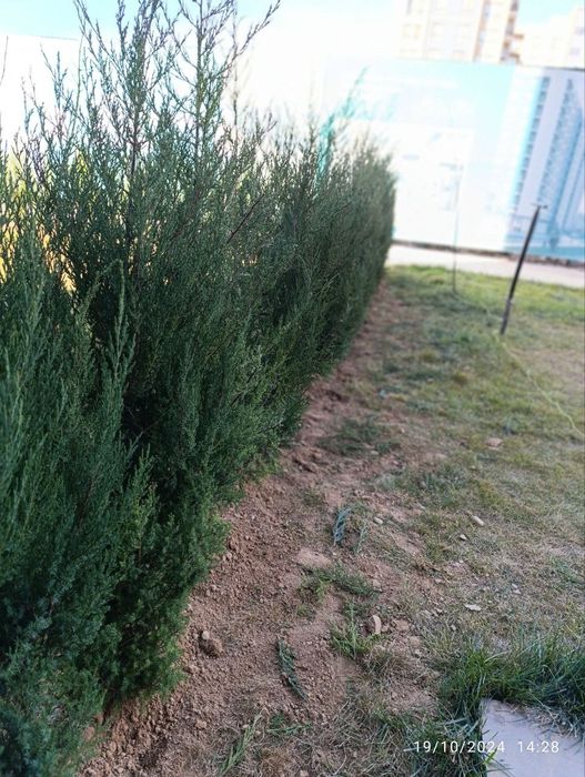 Арчалар хлма хил турдаги.