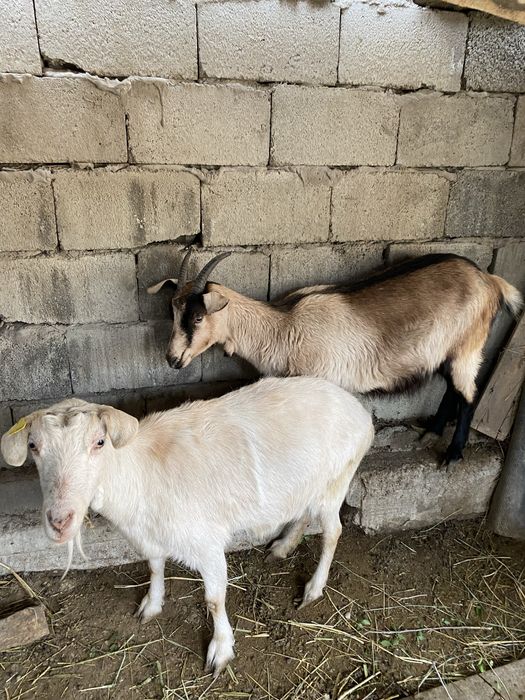Парода ешкілер сатылады