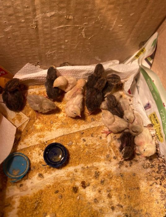 Oua prepelite chinezesti