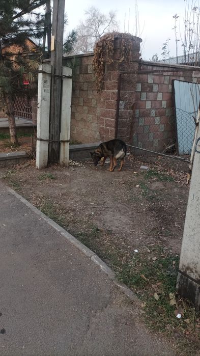 Обнаружена собака