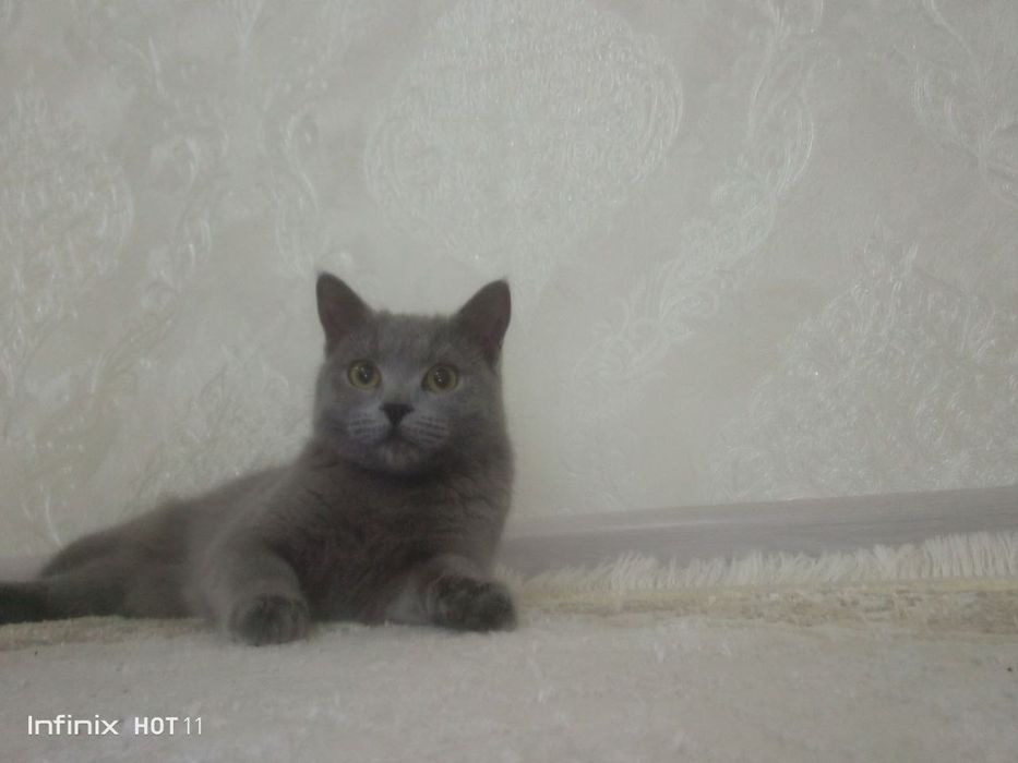 Mushuk British shoootland