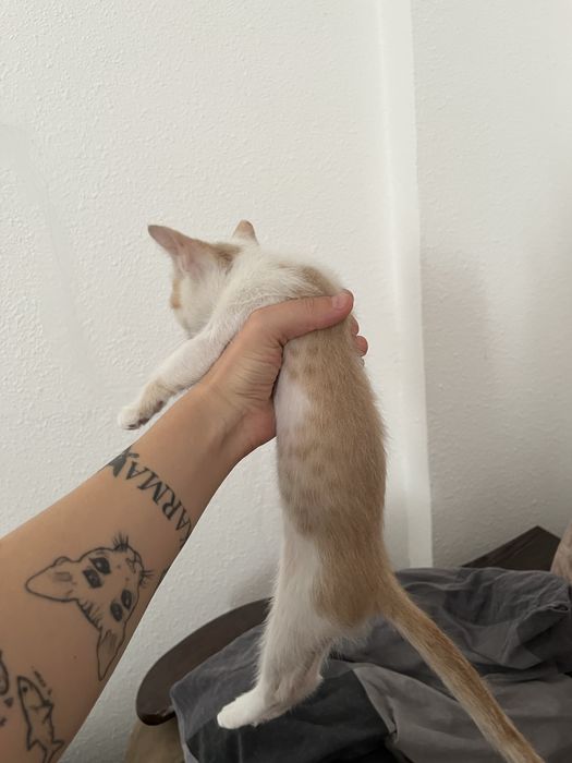 Ласковый котенок в добрые руки
