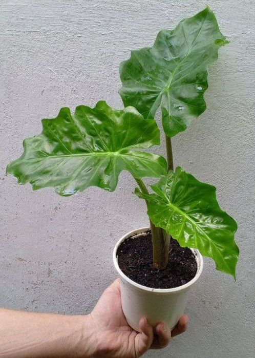 Алоказия Лоу Райдер (Alocasia Low Rider). Экзотические цветы для дома