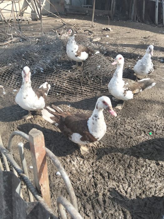 Утки шипуны самки и самцы