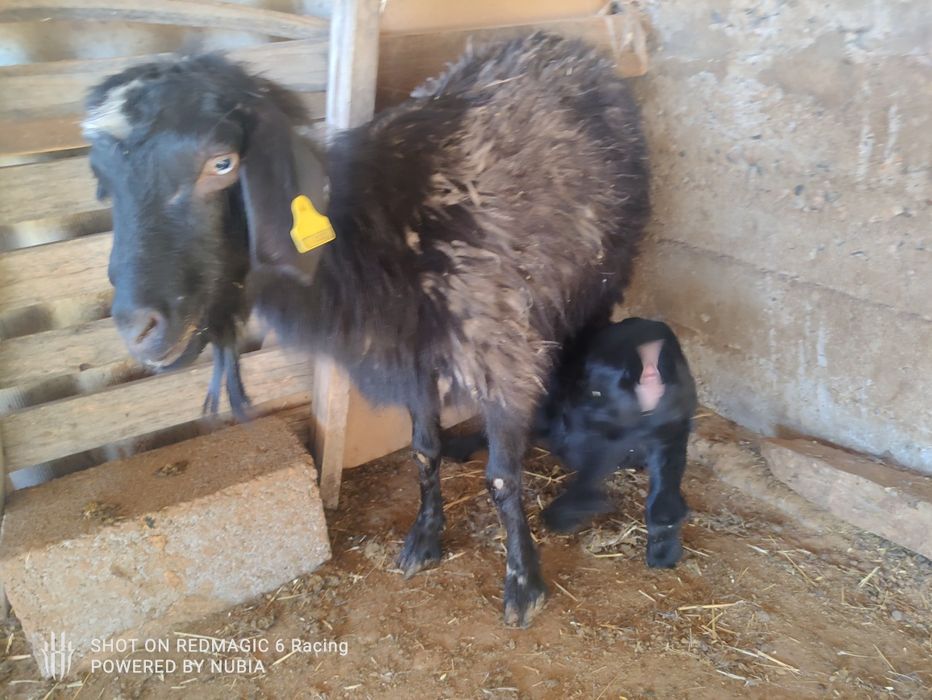 Ешкы сатылады каза