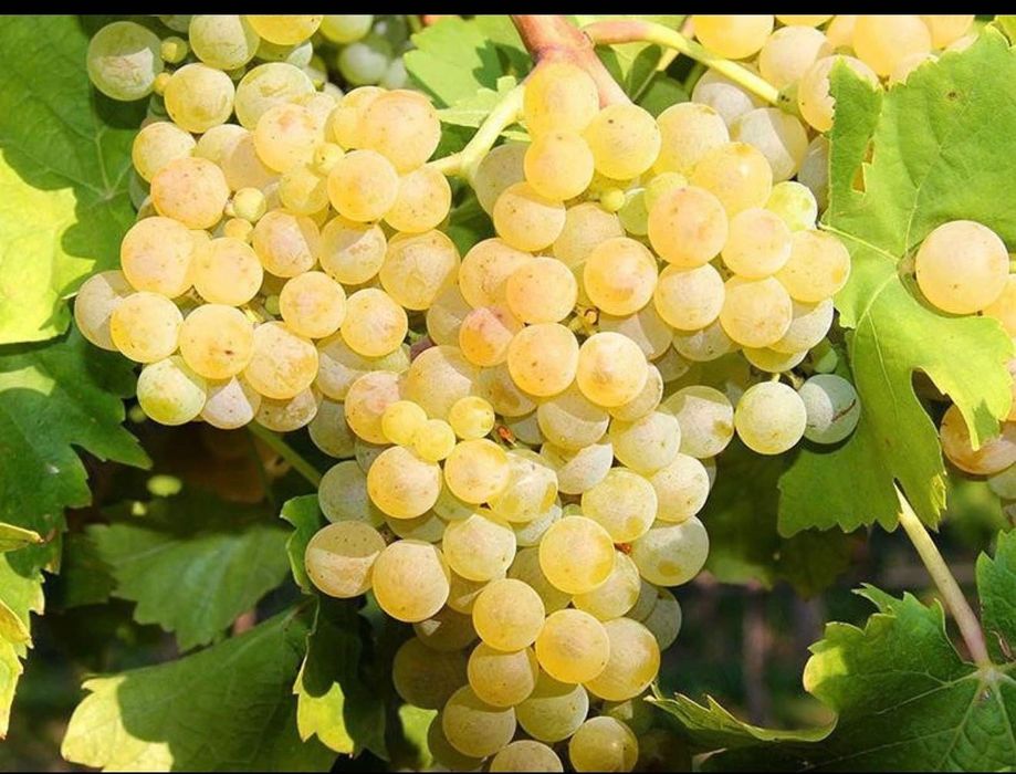 Struguri pentru vin