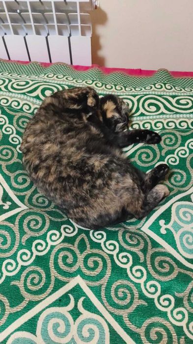 Отдаём двух домашних кошек в хорошие руки