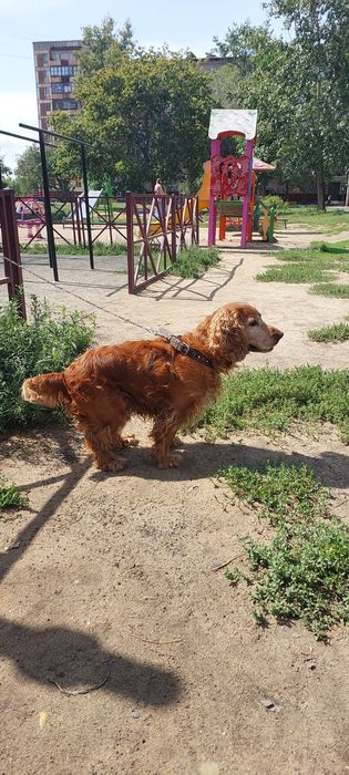 Кобель спаниеля ищет подругу для вязки