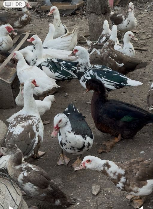 Индоутки разных возрастов