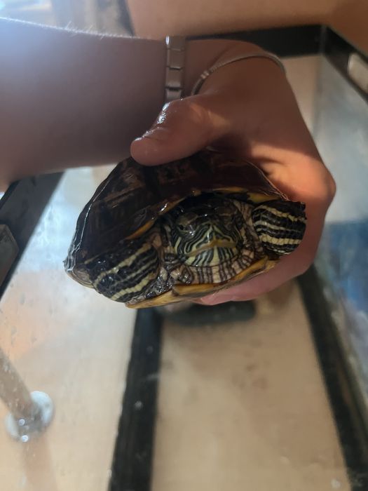 Черепаха краснаухая воденая