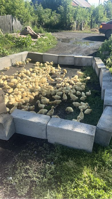 Продам гусят линда