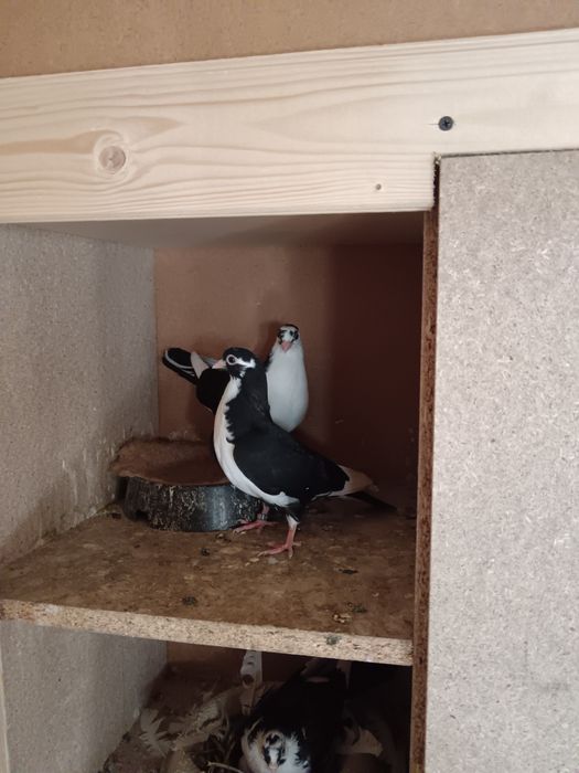 Porumbei galateni, jucatori