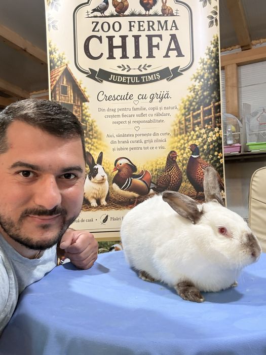 Iepuri maturi rasă rex pitic, californian , UG pestriț