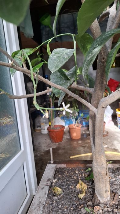 Lamai de vanzare si dafin