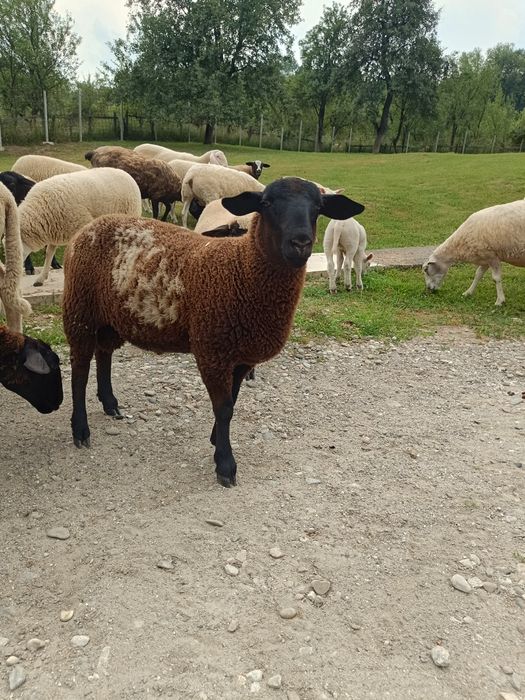 Vând 2 berbecuți de carne