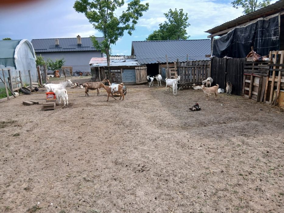 Vând 15 capre bune de lapte si tinere . Capre de rasă pret negociabil  se dau si la bucata