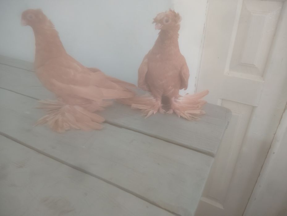 Продаются молодёжь