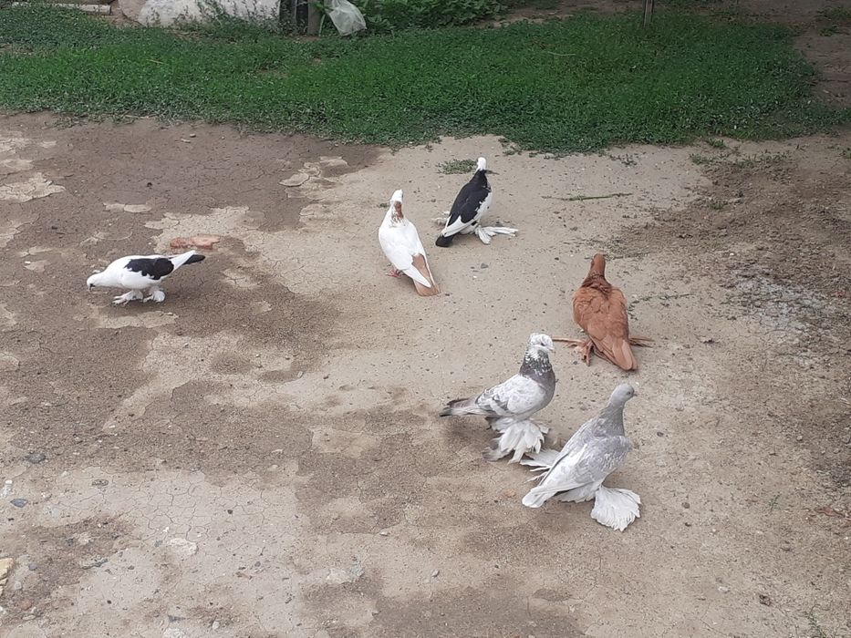 Продам домашних голубей