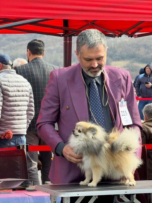 Pomeranian cu pedegree