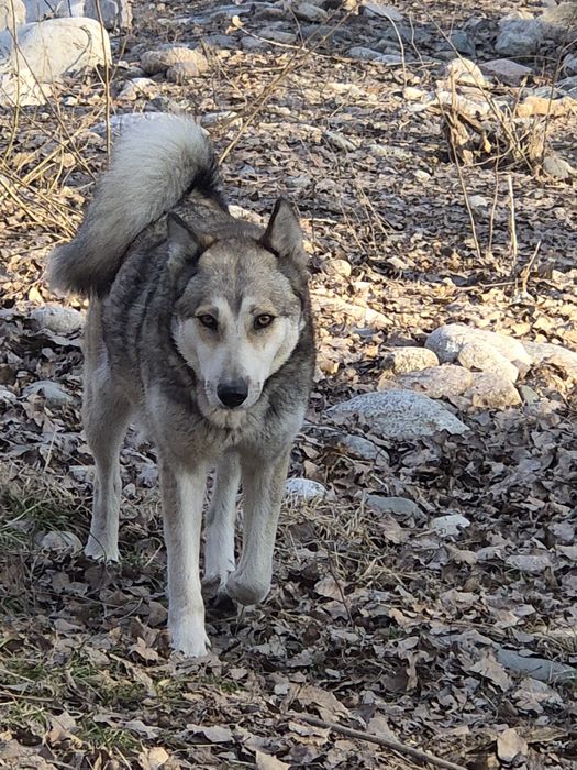 Найдена собака 22 марта на Есентай пешеходки