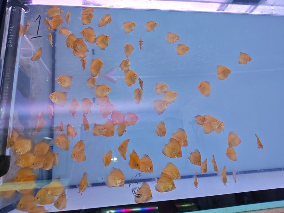 Дискуси-малки риби.