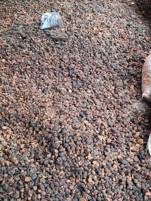 Урик қоқи бор сифатли 55 тунна