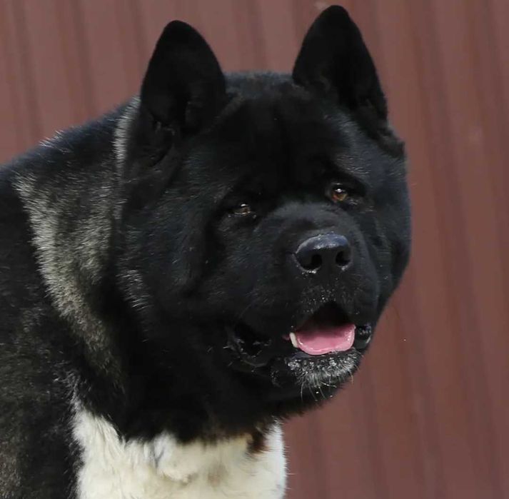 Акита кобель для вязки