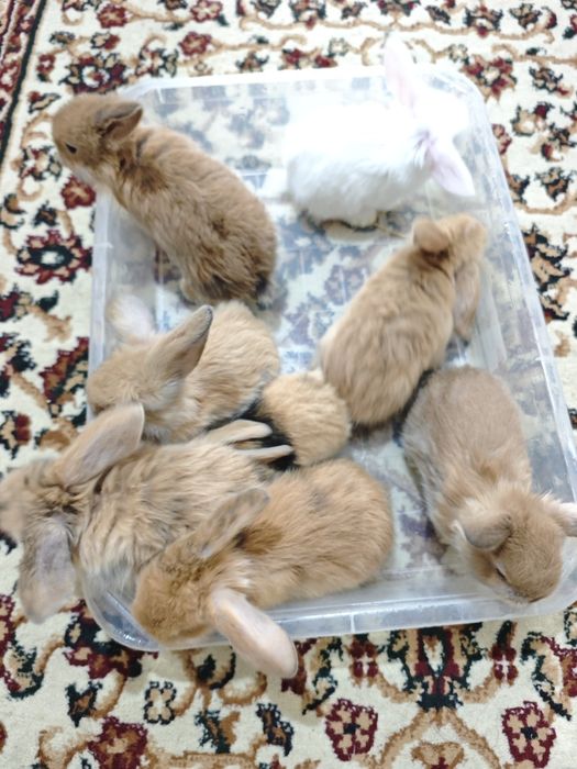 Куён сотилади баран