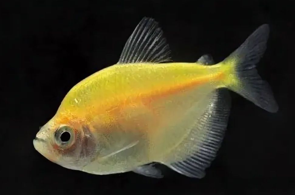 Продаются 2 рыбы