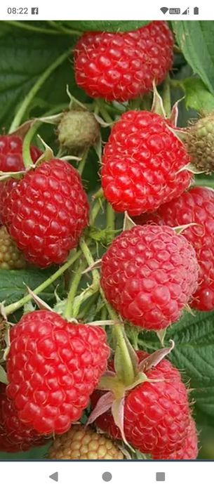 Butași Zmeura polk de vnzare