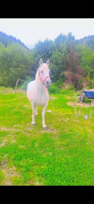 Iapa de vanzare  sau skimb