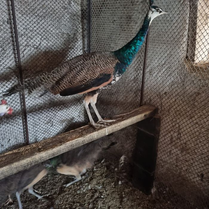 Familie de păuni de anul trecut