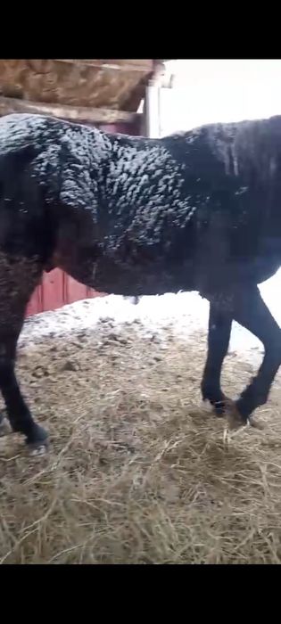 Продам жеребца 7 лет