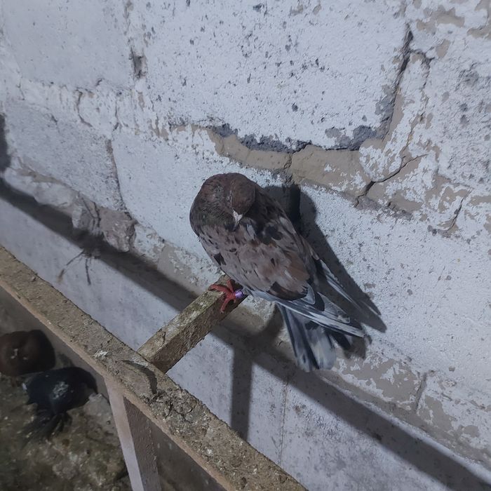 Орех самка ширик 17хвост