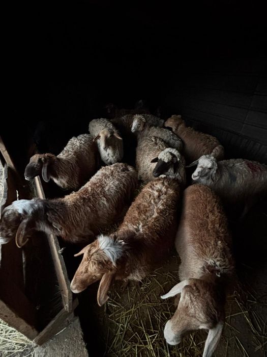 Продам баран живьём и через весы