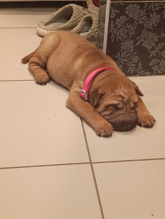 Продажа щенков шарпея