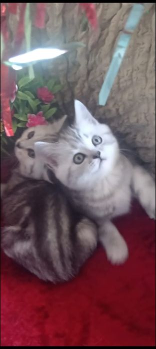 Продам отличных шотландских котят.