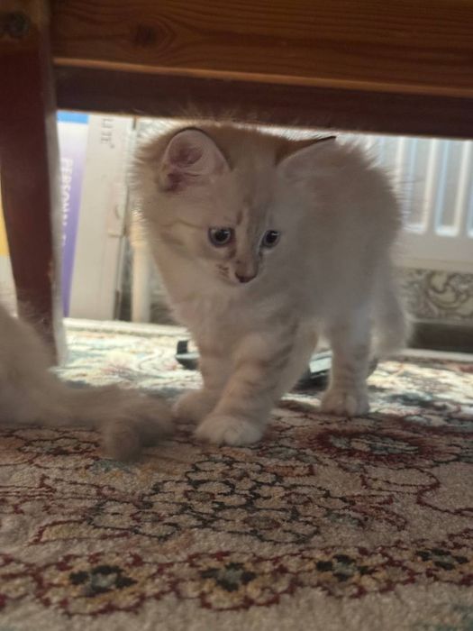 Hayland strayt 2 ta bolasi bor